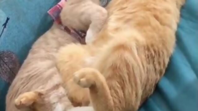 Котики обнимаются