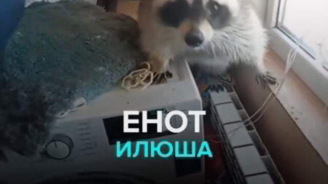 Енот Илюша — Москва 24